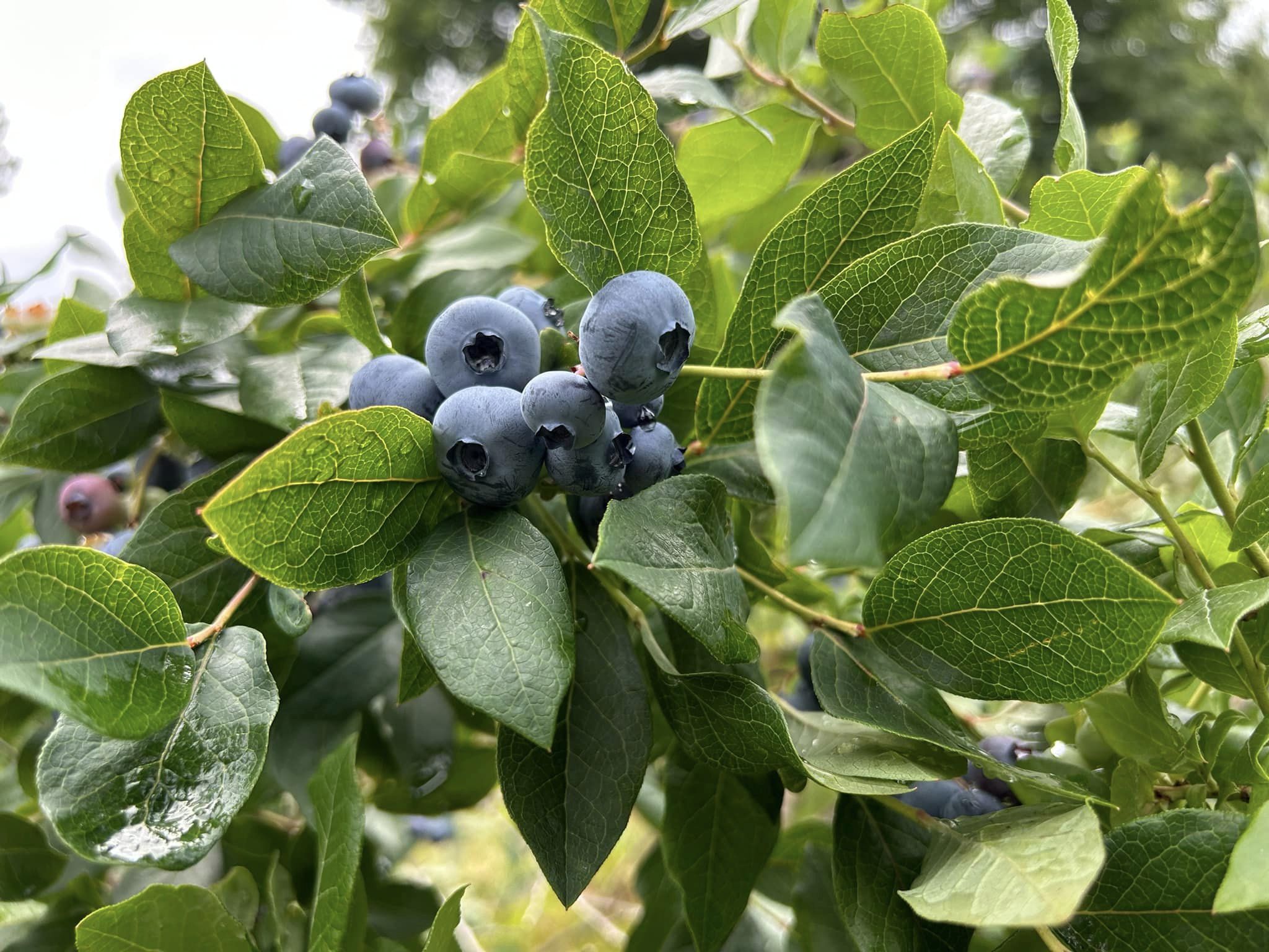 Ripe Blueberries on the bush ready to pick at Wilson's Organic Blueberries in Tweed, Ontario