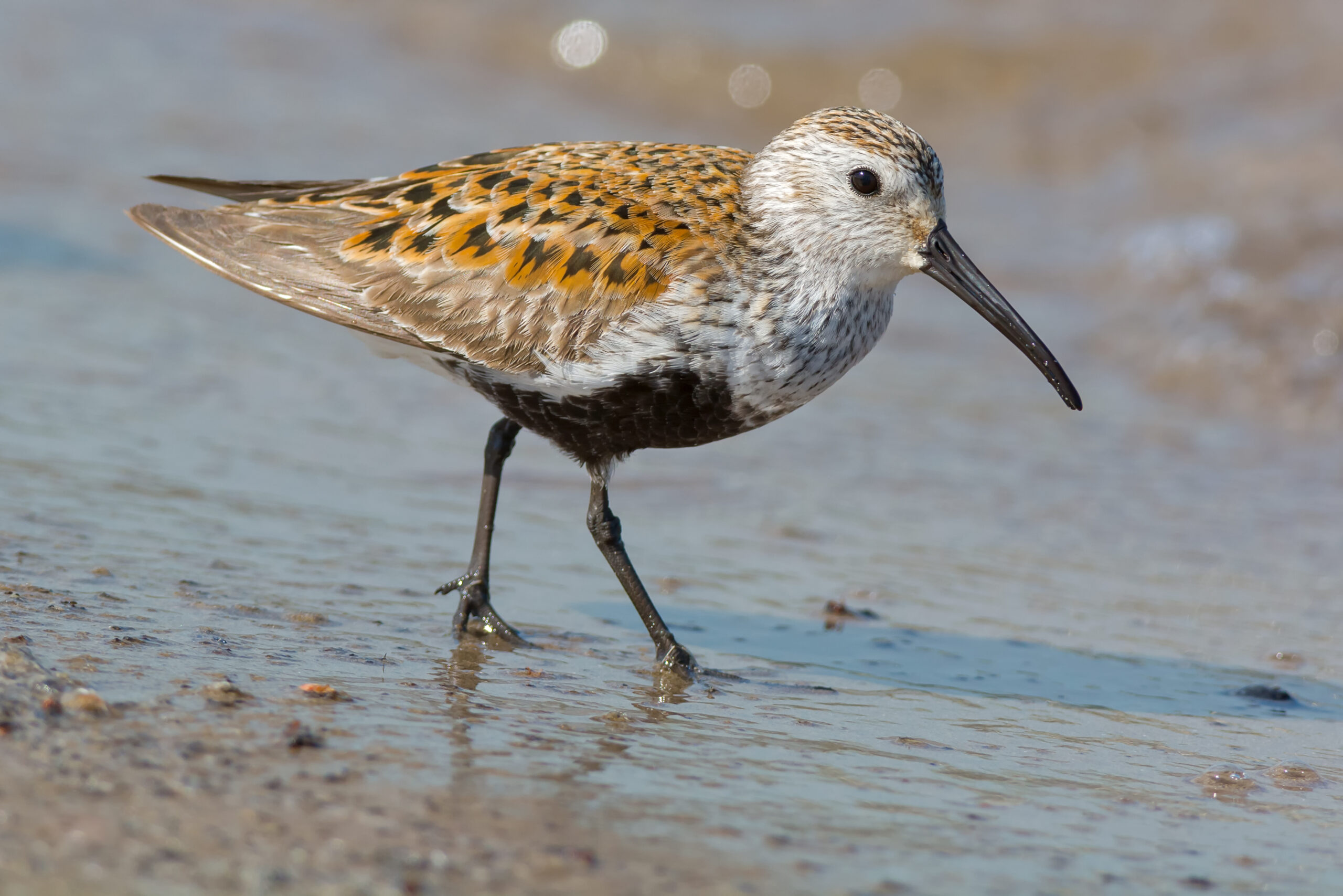 Dunlin - Photo courtesy of Shutterstock Paul Reeves