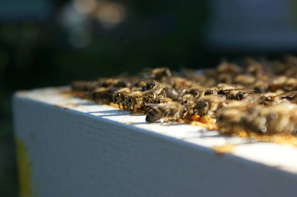 Article Header Image