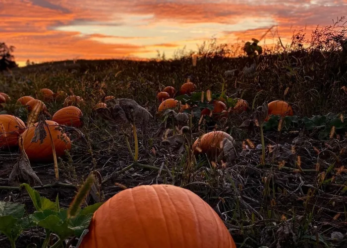 Sun setting over the pumpkin patch at Cooney's Farms in Stirling, Ontario