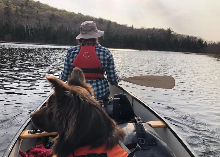 Dog and woman paddling canoe on a guided trip with Deep Roots Adventure in Hastings Highlands, Ontario