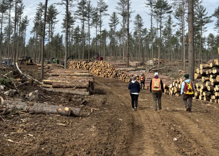People walking along a forest road used for logging. Their are tree logs neatly stacked along the road and tall trees in the distance. Three people are walking along the road wearing high viz vests. 