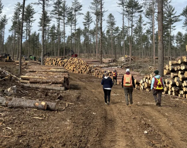 People walking along a forest road used for logging. Their are tree logs neatly stacked along the road and tall trees in the distance. Three people are walking along the road wearing high viz vests. 