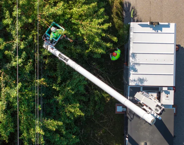 Trade workers trimming trees around electrical lines. A person is on a bucket truck and the truck is parked next to a tree line. Another person can be seen standing next to the truck.